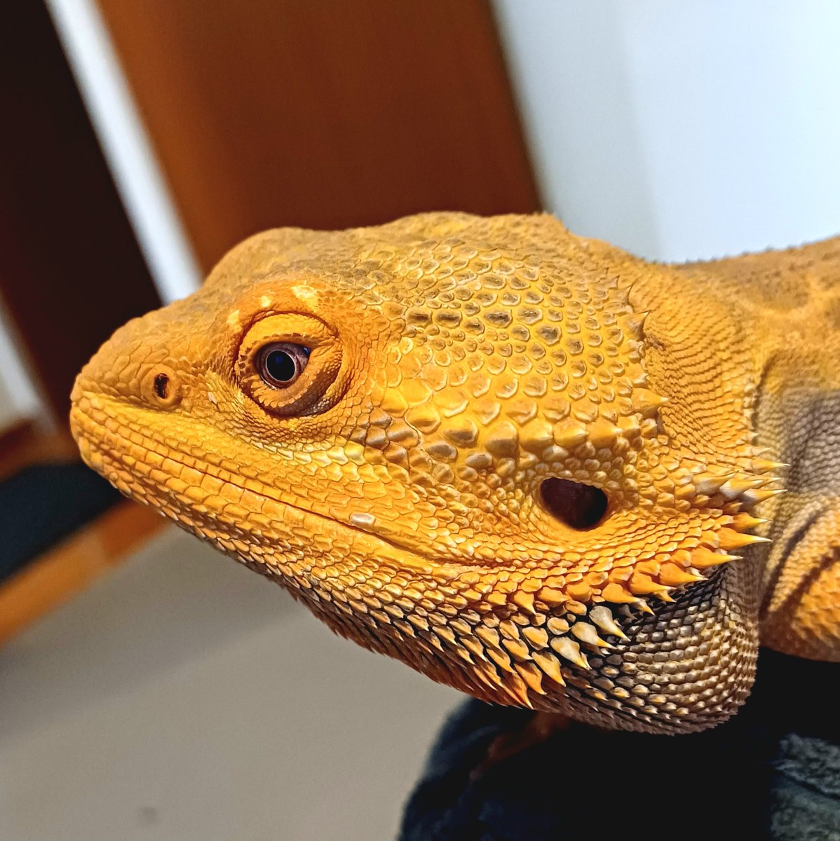 🪶PHASECHAN🪶 | MCM Birmingham | E-05 tweet media