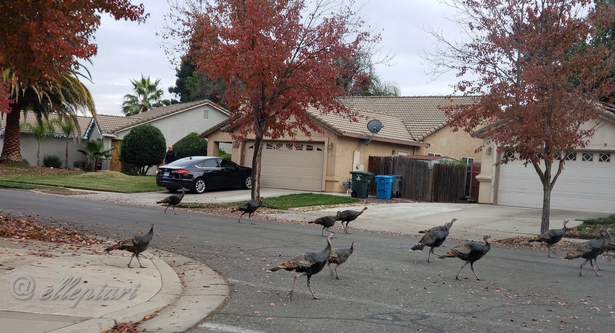 Not all at stores, had to wait for about 40 to cross road 👏😂🦃