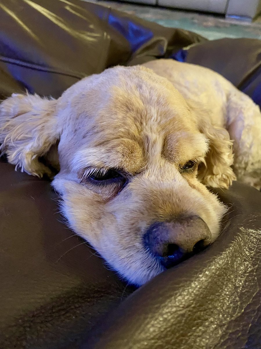 SpanielsSuper's tweet image. Zorsted #BusyWeek