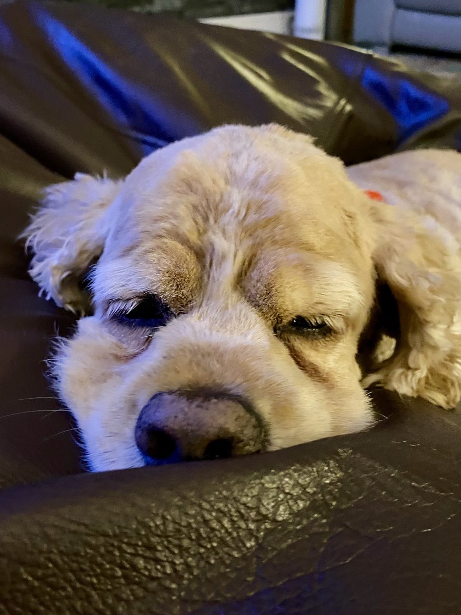 SpanielsSuper's tweet image. Zorsted #BusyWeek