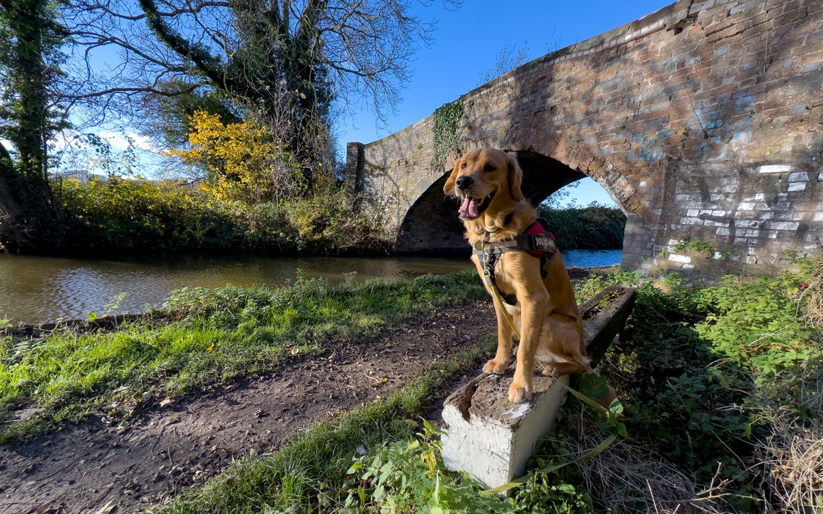 Enjoying the view of #CoventryCanal from the #Lock bench near #AtherstoneLocks. #BoatsThatTweet #LifesBetterByWater #KeepCanalsAlive #BoatDog #GoldenRetrievers #PuppyPhotography #1YearOld #CanalBridge #Waterways #Canals