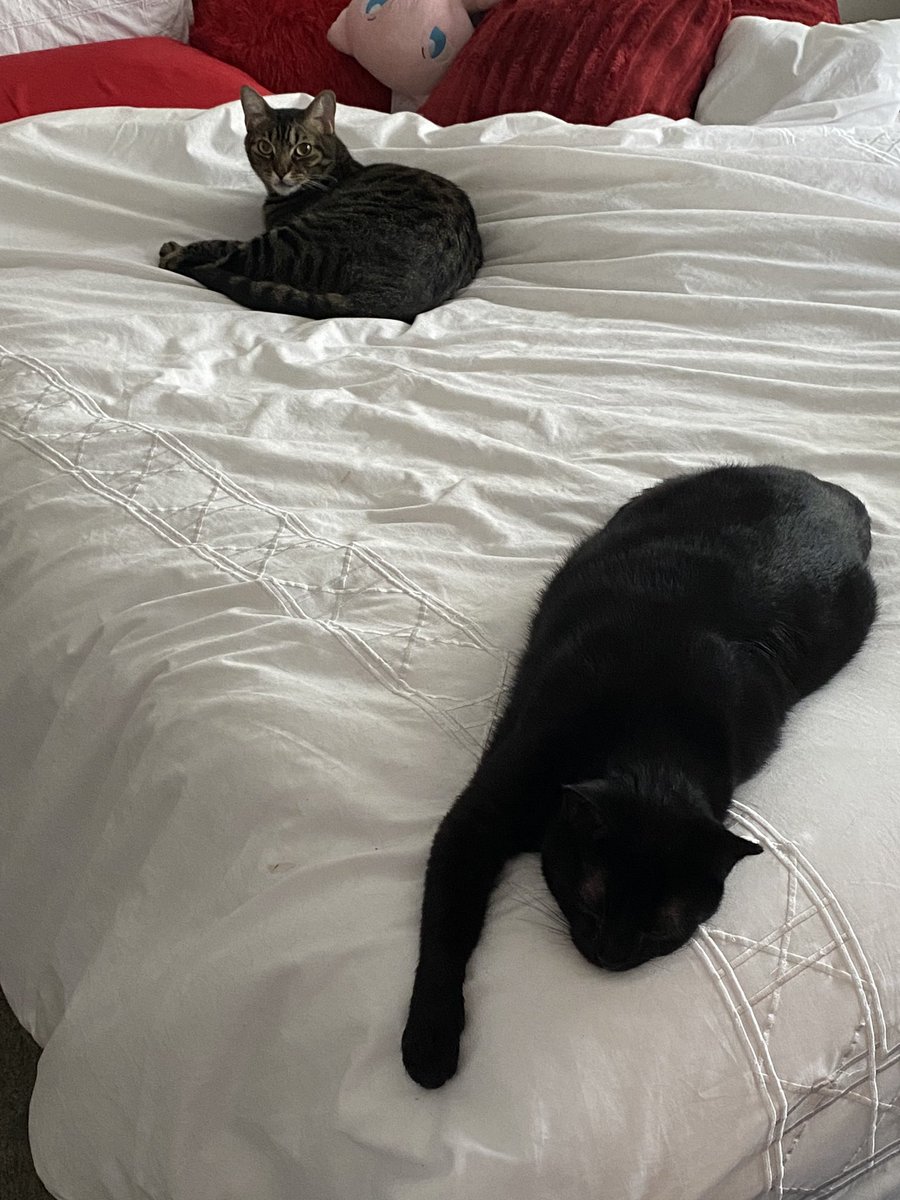 blreitenga's tweet photo. @KimoKekonaKekoa Happy Thanksgiving Sidekick and Kayla! 💚 Frankie and Little Missy https://t.co/cKV3UQV7Lf