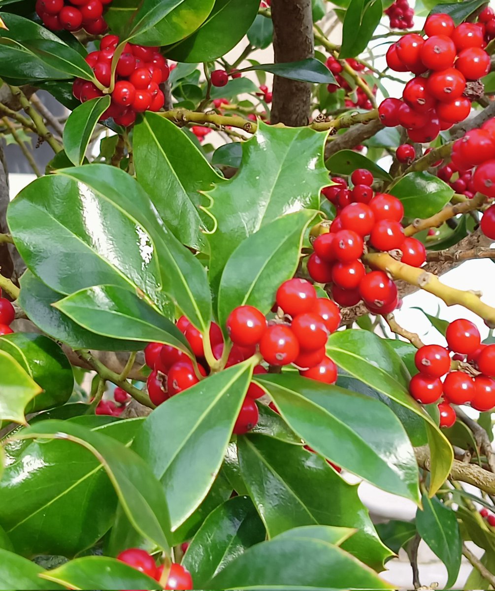Anagou2311's tweet photo. Under the misteltoe 🌿🔴
#Misteltoe #underthemisteltoe #NaturePhotography #nature #gardening #gardeningX https://t.co/wbeRXMrAGg