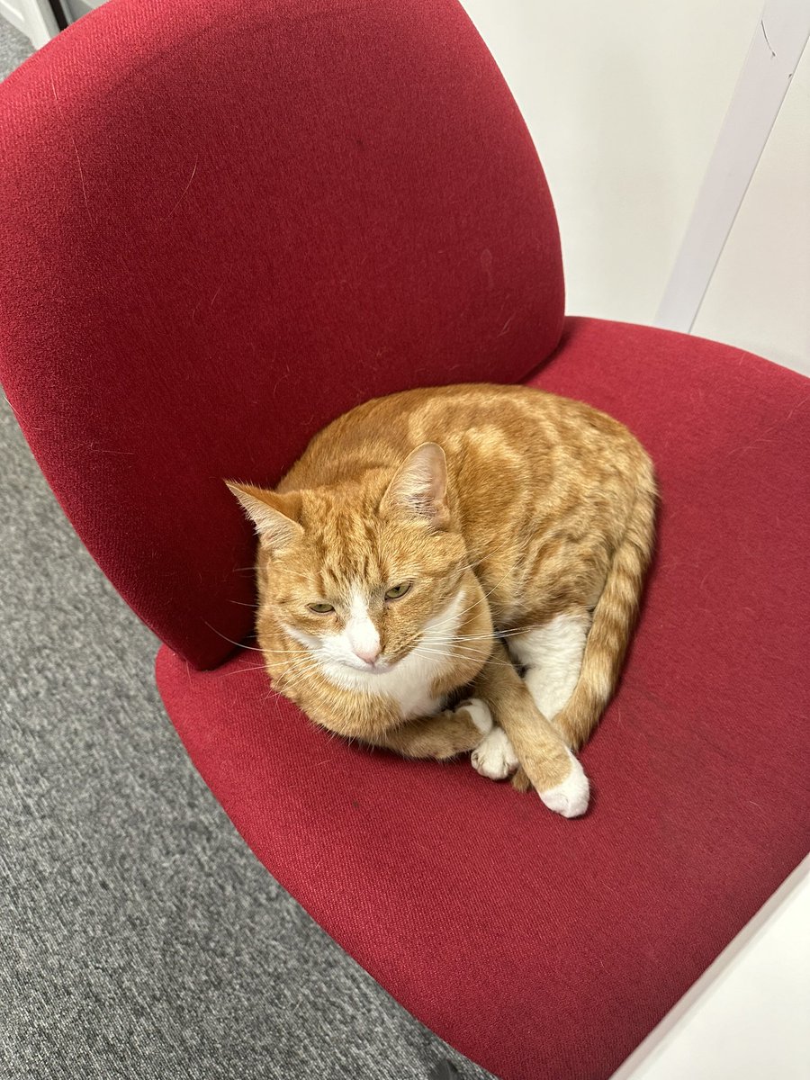 Going over ECGs with the library cat and actually understanding them 🫶🏻