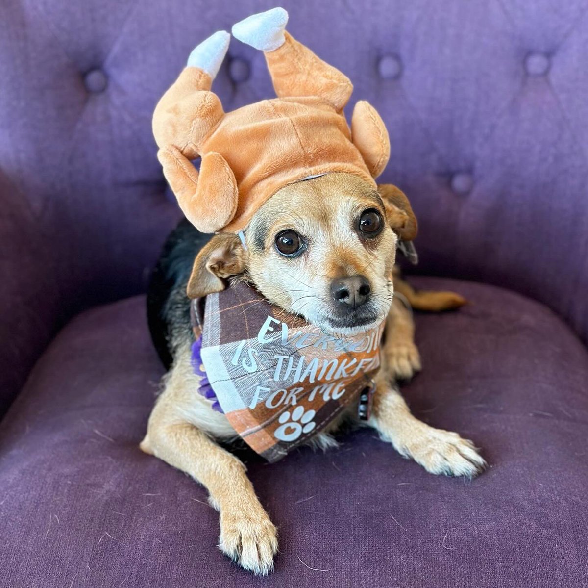 VanderpumpDogs's tweet photo. Happy Thanksgiving from our Vanderpump Dogs family to yours! We are closed to the public today but don’t worry, our Vanderpups are getting some extra Thanksgiving treats and attention! We will be back tomorrow and hope you’ll come visit us for Black Friday to #shopwithapurpose 💖 https://t.co/VZ351SXLBP