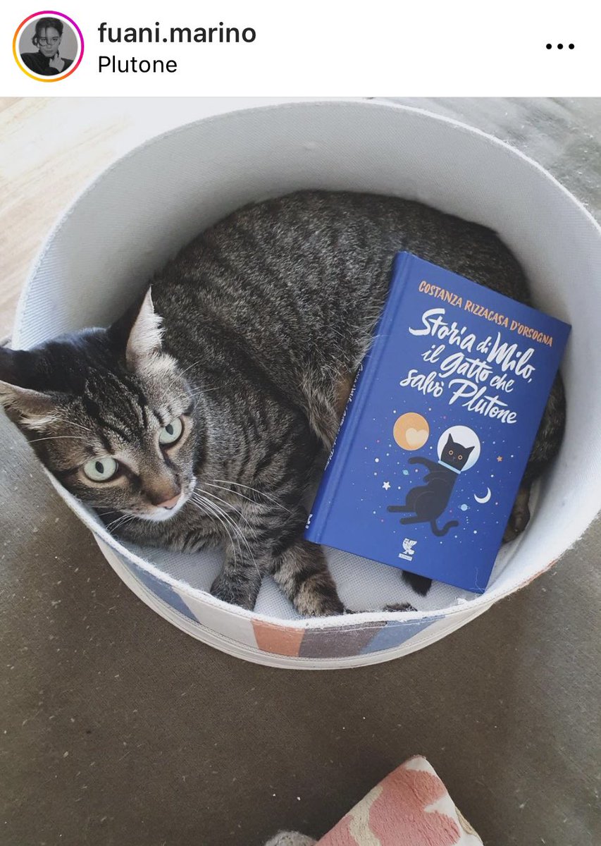 Meowww. Grazie, Fuani &amp; Figaro. Figaro, sei bellissimo e molto intellettuale <a href="/FuaniMarino/">Fuani Marino</a> ❤️ #StoriadiMilo3