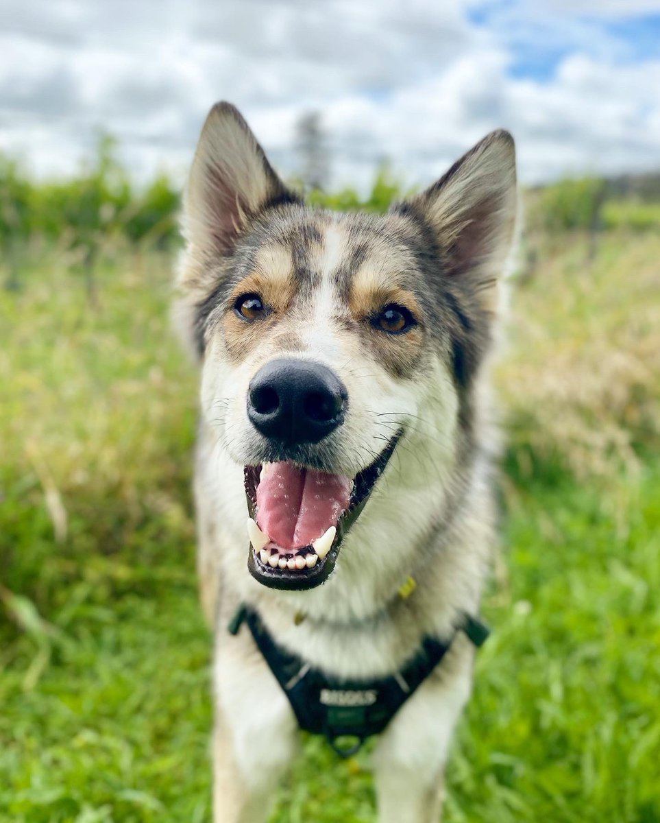 Augusta Grayson tweet media