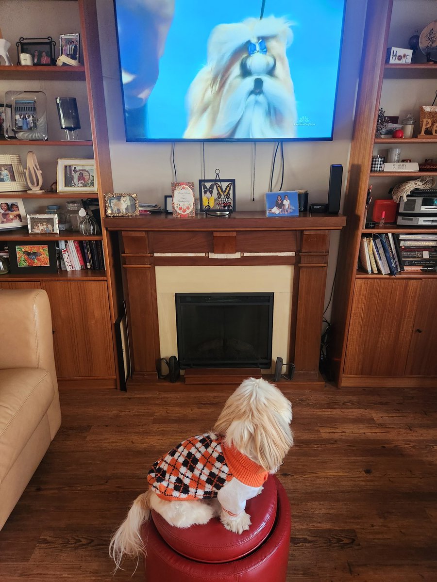 msnccualumni's tweet photo. Thanksgiving tradition to watch the National Dog Show! 🐾💛🧡
#HappyThanksgiving #nationaldogshow https://t.co/mpULYOJnZZ