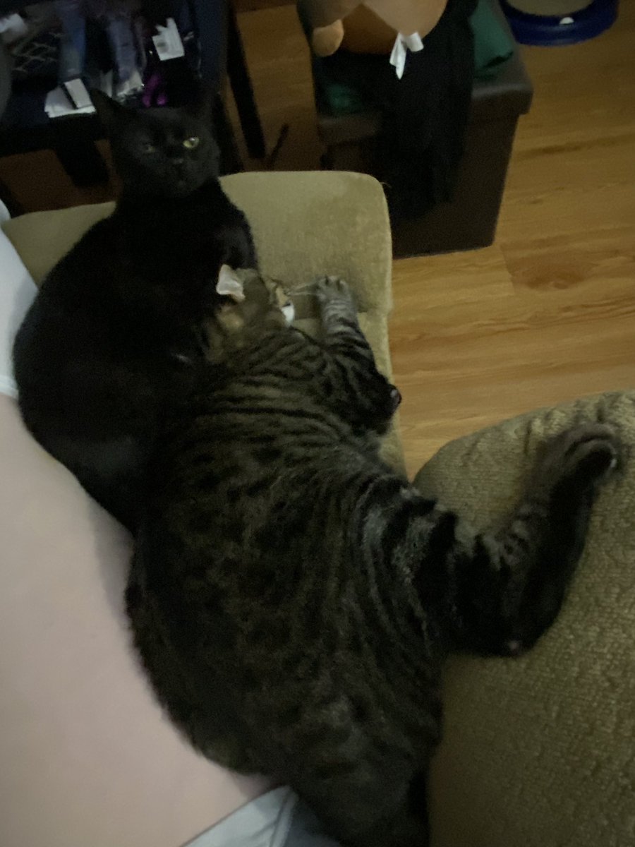blreitenga's tweet photo. I’m going to grooms Frankie whether he likes it or nots! #LittleMissyTweets #Hedgewatch #ZSHQ #CatsOfTwitter #XCats #Thanksgiving https://t.co/8NQE5DHQLG