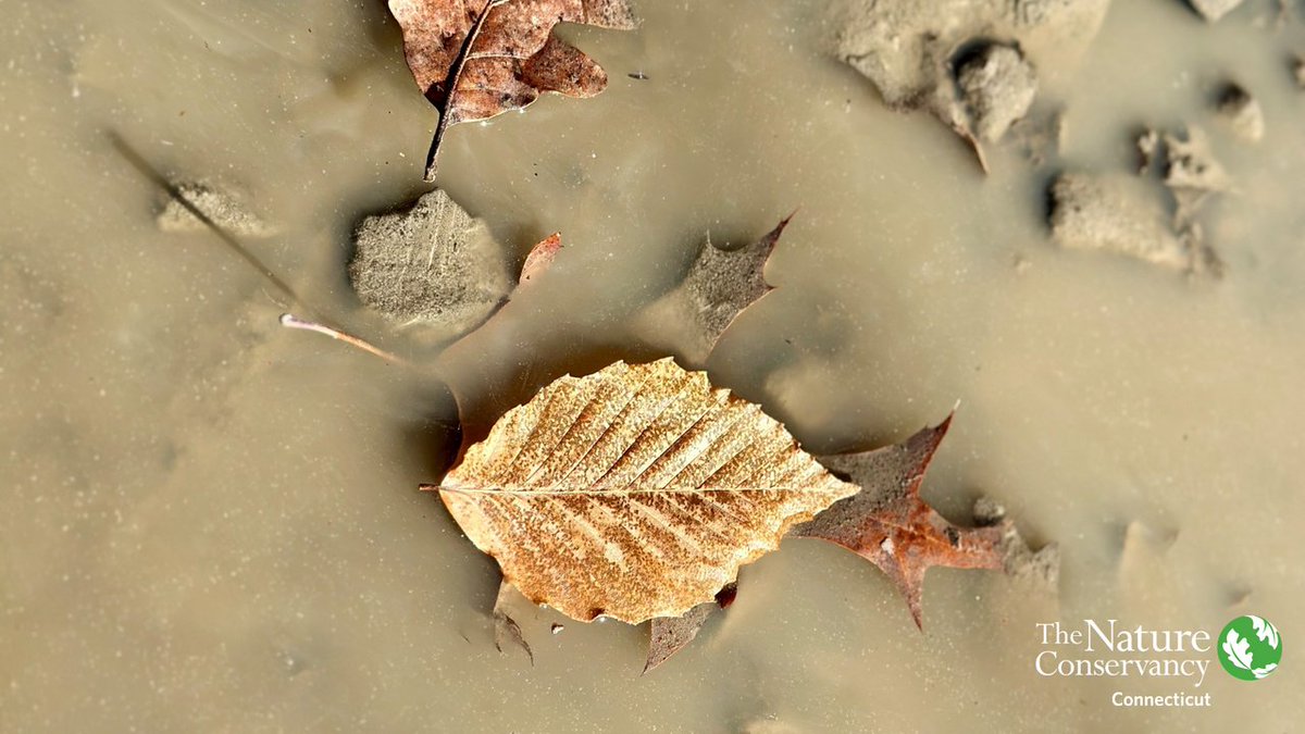 The Nature Conservancy in Connecticut tweet media