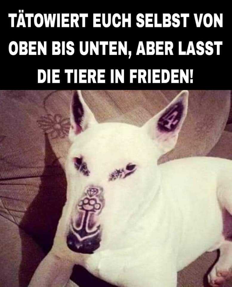Gem_f_d_Tiere's tweet photo. WER SEIN TIER TÄTOWIEREN LÄSST IST EIN LUPENREINER TIERQUÄLER! 💔
Weder möchte ein Tier überhaupt ein Tattoo, noch hat es zu den damit verbundenen Schmerzen eingewilligt! 

ES IST KEIN MODETREND SONDERN TIERQUÄLEREI! https://t.co/gt0aXbKcJ6
