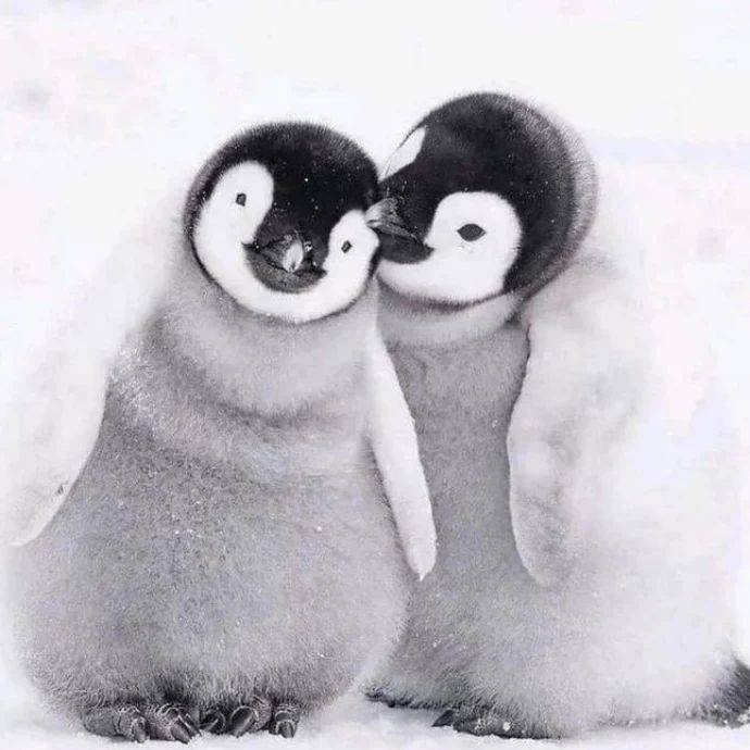 penguin_club09's tweet photo. Don’t worry I'll stay with you
Do you love Penguin? Rate this cuteness out of 10-1000!
#PenguinOfTheDay
#TeenFashion #PenguinTeens #PenguinStyle
#FlightToNowhere
#Penguins
📷betheuproar https://t.co/ajTkpVc12b