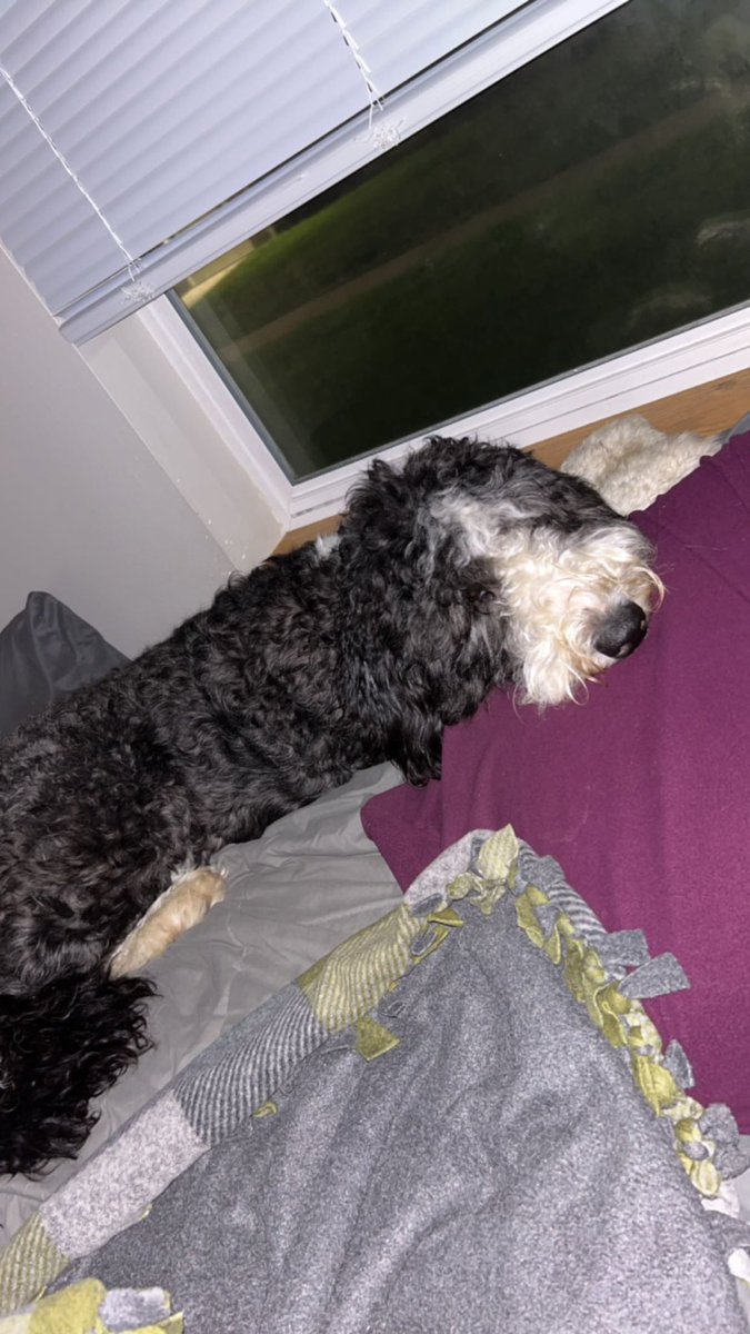 Nicklogs67's tweet photo. Happy Thanksgiving and Happy Birthday to the best pup around https://t.co/hhoV63MVvf