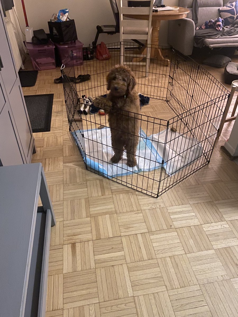 Let me out mommy i wont chew anthing much 😂😂😂