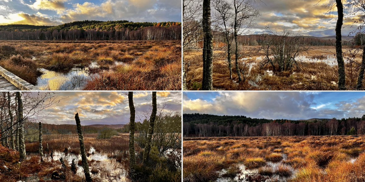 TheMackWalks's tweet photo. Yesterday, Muir of Dinnet๐ #muirofdinnetnnr #parkinsmoss #muirofdinnet #dinnet #aberdeenshire https://t.co/x2tbHJgCQt