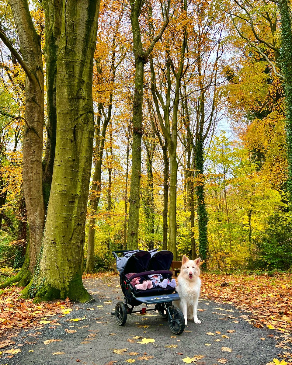 Dashing through the leaves, in a one dog open sleigh 🍁🎅 Haven’t had this much off-road fun since we had the Jeep Wrangler 😂 🚗 

#NIEXPLORER