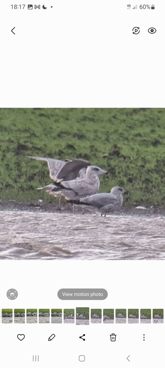 1/4. The light was awful, it was very windy, the birds are distant, there were regular flushes etc etc. Anyway, mega gull-sesh at the flooded field opp. SAFC Academy this a.m., starting with these - 2cy Glauc and an awesome 2cy Glauc x Herring. @Peter67369889 @tyneWearbirding