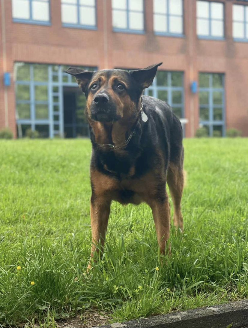 zStxllaa's tweet photo. @liniscooler Mein Hund ist aber leider verstorben letzte Woche 🥲 https://t.co/KhL6ucxkmI