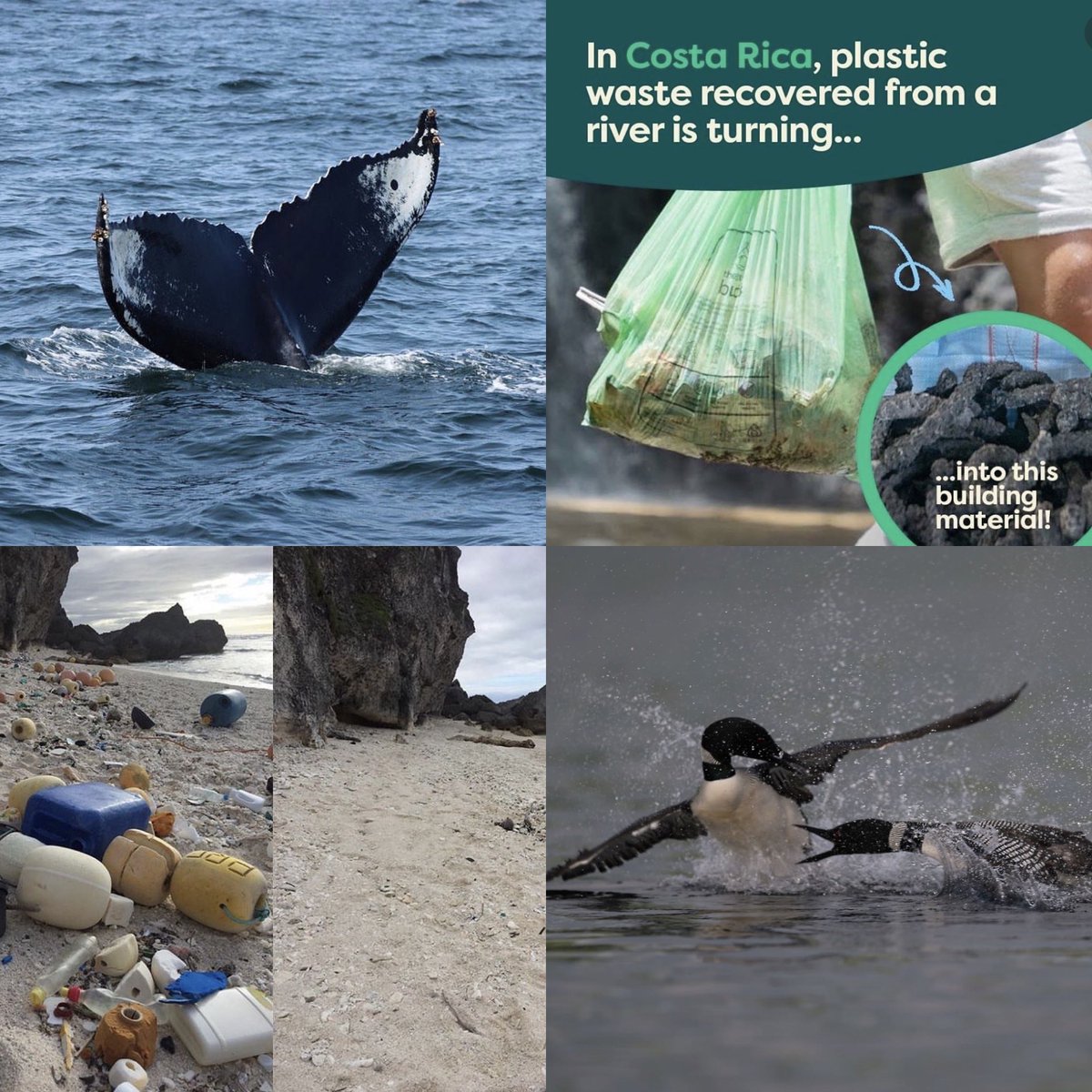 Howell Conservation Fund tweet media