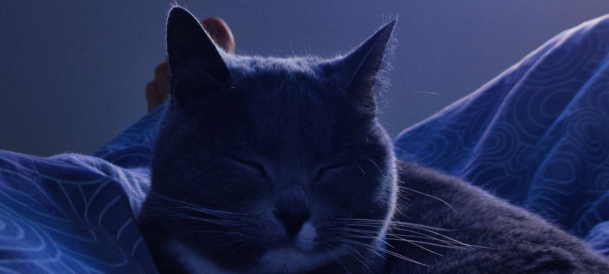 bandwpanda1's tweet photo. Сонный #коточетверг https://t.co/qAOxZ4wsVh