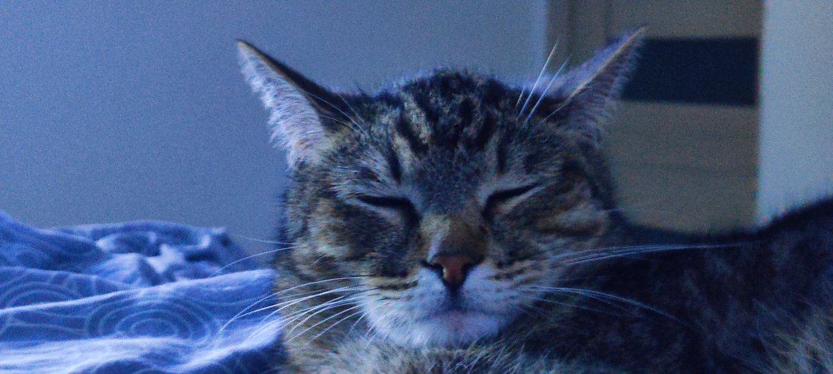 bandwpanda1's tweet photo. Сонный #коточетверг https://t.co/qAOxZ4wsVh