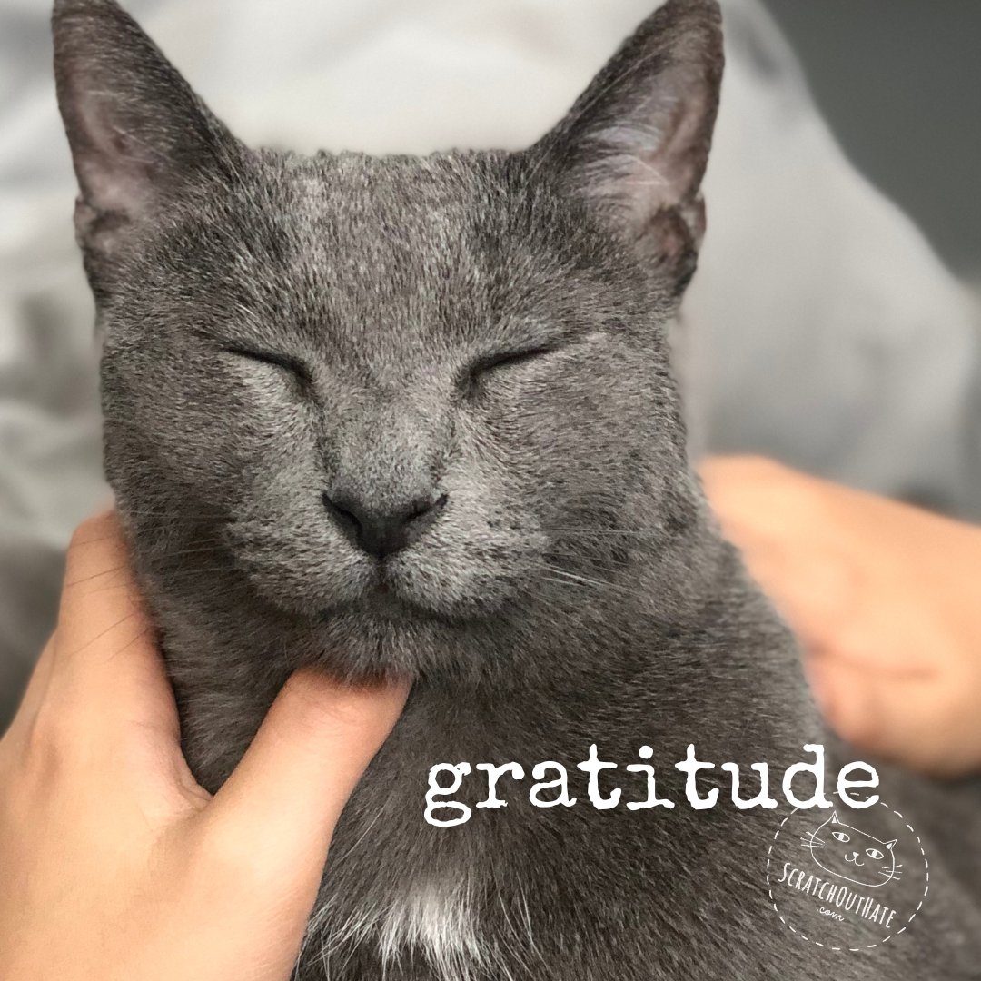 ScratchOutHate's tweet photo. GRATITUDE 🩷~ "To all the cool cats fighting to preserve the democracy we hold so dear, thank you! Deepest gratitude, today and every day." - Des &amp; Das 🐾 Cat scratchers for social IMPACT on https://t.co/C8Br3IW0L0 #Thanksgiving #CatsofInstagram #COIcommunity https://t.co/KTZapVPu8c