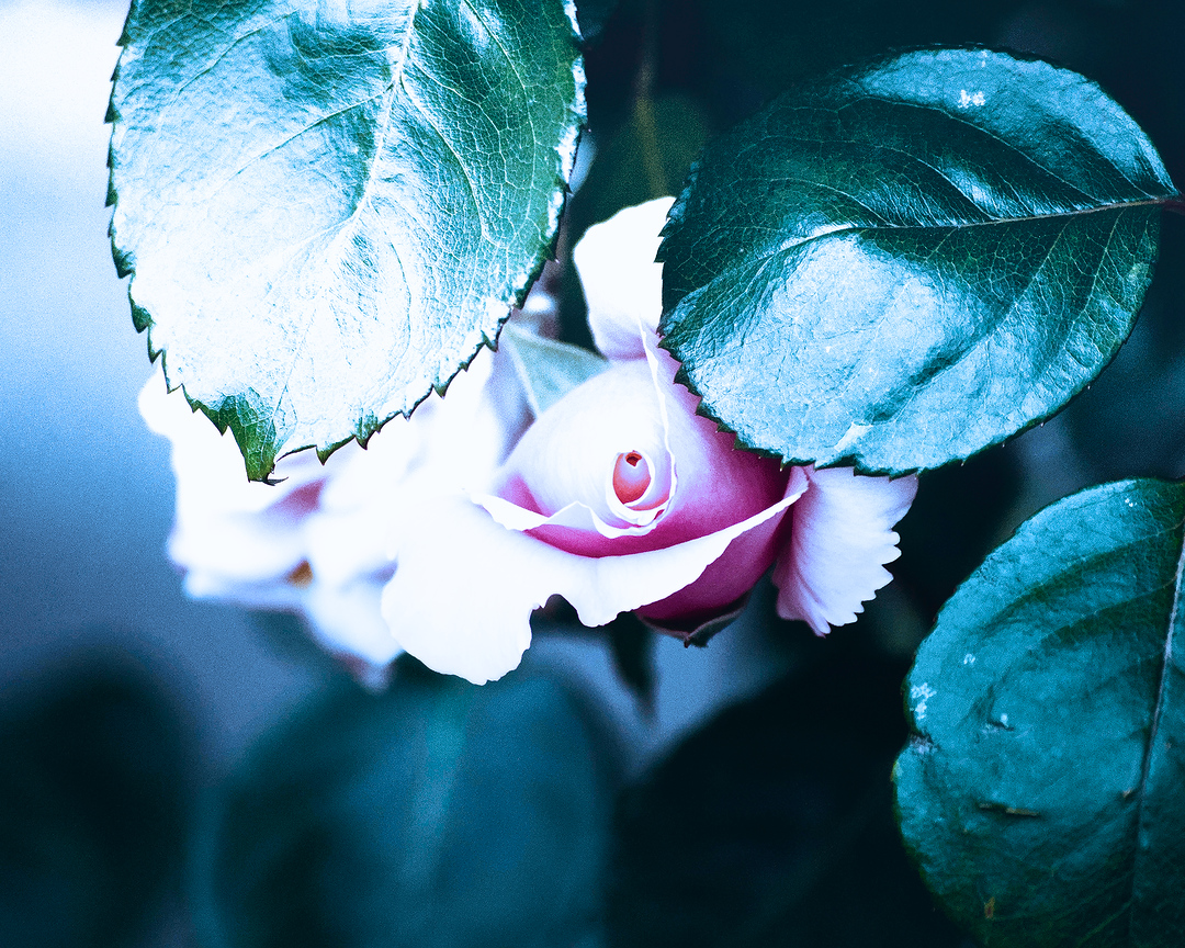 cameraShonan's tweet photo. おはようございます。引き続き薔薇写真。というか薔薇が好きすぎてまだまだストックあります。よかったらお付き合いください。今日も一日頑張りましょう😆

#photooftheday #photography #nature #flowerphotography #TLを花でいっぱいにしよう #写真好きな人と繋がりたい https://t.co/MXyk7XU7Ca