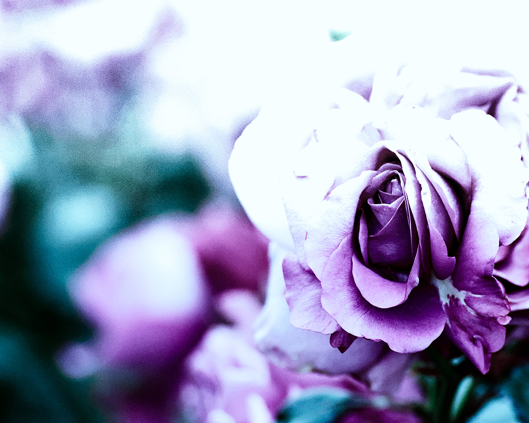 cameraShonan's tweet photo. おはようございます。引き続き薔薇写真。というか薔薇が好きすぎてまだまだストックあります。よかったらお付き合いください。今日も一日頑張りましょう😆

#photooftheday #photography #nature #flowerphotography #TLを花でいっぱいにしよう #写真好きな人と繋がりたい https://t.co/MXyk7XU7Ca
