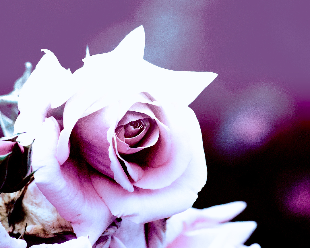 cameraShonan's tweet photo. おはようございます。引き続き薔薇写真。というか薔薇が好きすぎてまだまだストックあります。よかったらお付き合いください。今日も一日頑張りましょう😆

#photooftheday #photography #nature #flowerphotography #TLを花でいっぱいにしよう #写真好きな人と繋がりたい https://t.co/MXyk7XU7Ca