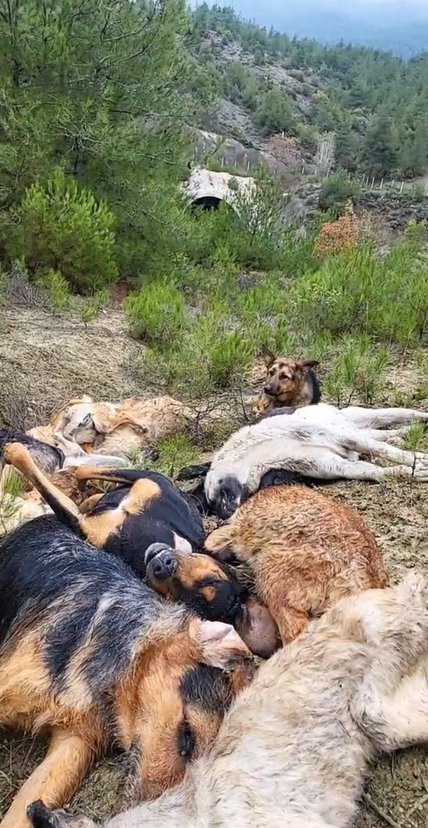 Serap Ulusoy 🦋 (@srpulsy) on Twitter photo Bilecik katliamından kurtulabilen tek masum!
Öldürecek dozu verememişler!
Bilecik Belediye Başkanı ve barınak sorumluları hakkında soruşturma talep ediyoruz!
<a href="/RTErdogan/">Recep Tayyip Erdoğan</a>
<a href="/TC_icisleri/">T.C. İçişleri Bakanlığı</a>
<a href="/AliYerlikaya/">Ali Yerlikaya</a>
<a href="/BilecikDKMP/">Bilecik DKMP</a>
<a href="/bilecikvaliligi/">BİLECİK VALİLİĞİ</a>
#BilecikteKatliamVar Bilecik katliamından kurtulabilen tek masum!
Öldürecek dozu verememişler!
Bilecik Belediye Başkanı ve barınak sorumluları hakkında soruşturma talep ediyoruz!
<a href="/RTErdogan/">Recep Tayyip Erdoğan</a>
<a href="/TC_icisleri/">T.C. İçişleri Bakanlığı</a>
<a href="/AliYerlikaya/">Ali Yerlikaya</a>
<a href="/BilecikDKMP/">Bilecik DKMP</a>
<a href="/bilecikvaliligi/">BİLECİK VALİLİĞİ</a>
#BilecikteKatliamVar