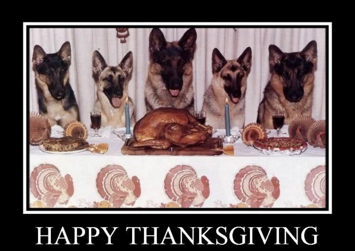 Austin German Shepherd Rescue tweet media