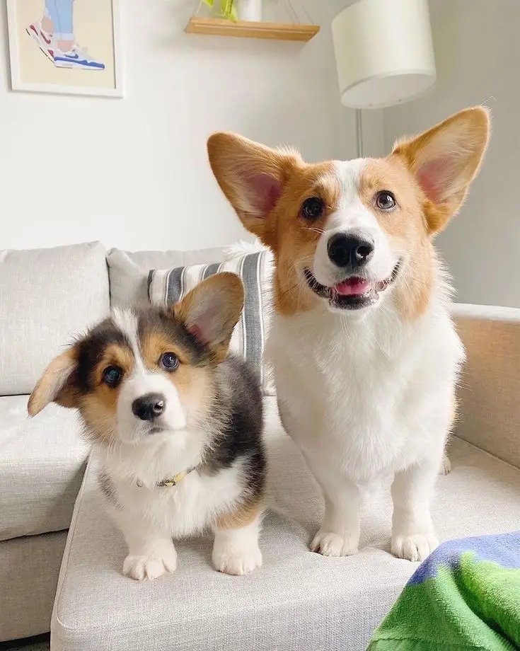 IT'z Corgi Lovers Unity(USA) (@mycorgiunity) on Twitter photo 