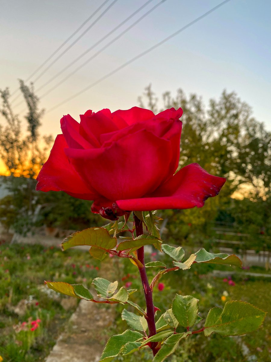 nature_aesthet's tweet photo. Roses are red #rose #roses #flower #flowerphotography #flowerpictures #NatureBeauty #vibes #photograghy #naturephoto #BlackFriday2023 https://t.co/JEfj4ijUIP