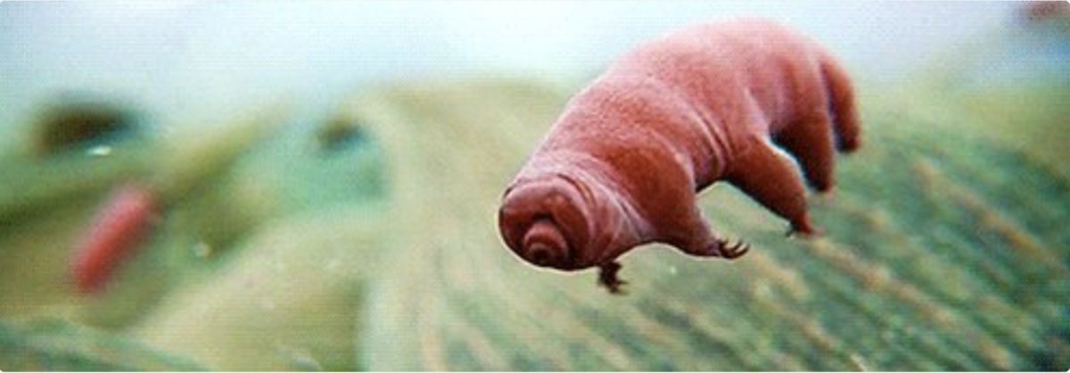 Still thinking -- the pudgy, lovable, mildly creepy, microscopic Tardigrade 'WaterBear' would make a most excellent @Macys Thanksgiving Day parade balloon.