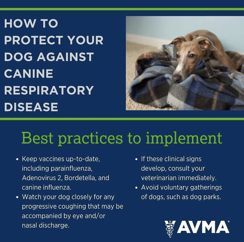As more cases of canine respiratory disease pop up throughout the U.S., here are a few best practices according to the #AVMA to ensure your dog stays healthy and safe this holiday season.