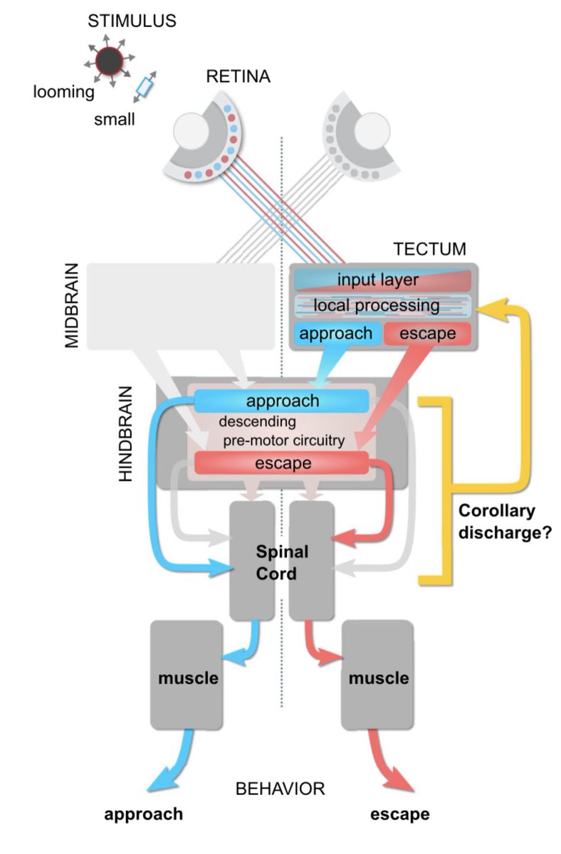 Johann Bollmann (@johannbollmann) on Twitter photo Happy our paper on corollary discharge in the #zebrafish visual system is out! Locomotion modulates visual processing via synchronous synaptic inhibition. Great work Ahsan, Katharina, Steffy and Chintan! <a href="/Katha_Lis/">Katharina Lischka</a> <a href="/fishymusings/">Chintan Trivedi</a> <a href="/BUnifr/">Faculty of Biology - University of Freiburg</a> <a href="/NatureComms/">Nature Communications</a>
rdcu.be/drPzm Happy our paper on corollary discharge in the #zebrafish visual system is out! Locomotion modulates visual processing via synchronous synaptic inhibition. Great work Ahsan, Katharina, Steffy and Chintan! <a href="/Katha_Lis/">Katharina Lischka</a> <a href="/fishymusings/">Chintan Trivedi</a> <a href="/BUnifr/">Faculty of Biology - University of Freiburg</a> <a href="/NatureComms/">Nature Communications</a>
rdcu.be/drPzm