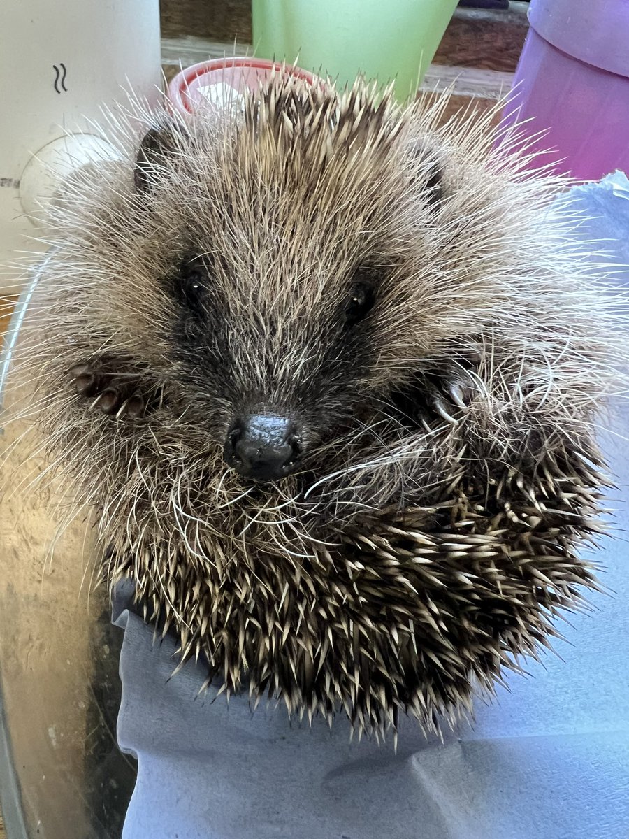 Little Polly was admitted with her siblings Paddy and Ophelia 2 weeks ago today. She has nearly doubled her weight in this time and had treatment for fluke, a type of internal parasite. We are now over 150 admissions this month  already 🦔🦔🦔