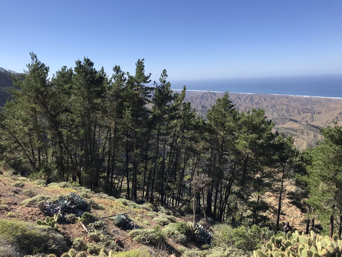 TreeMicrobiome tweet media