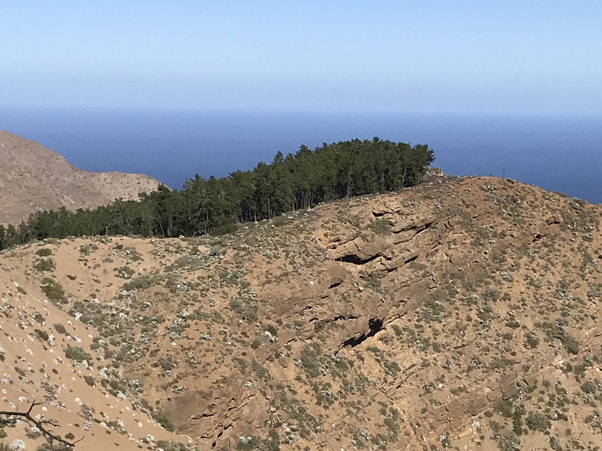 TreeMicrobiome tweet media