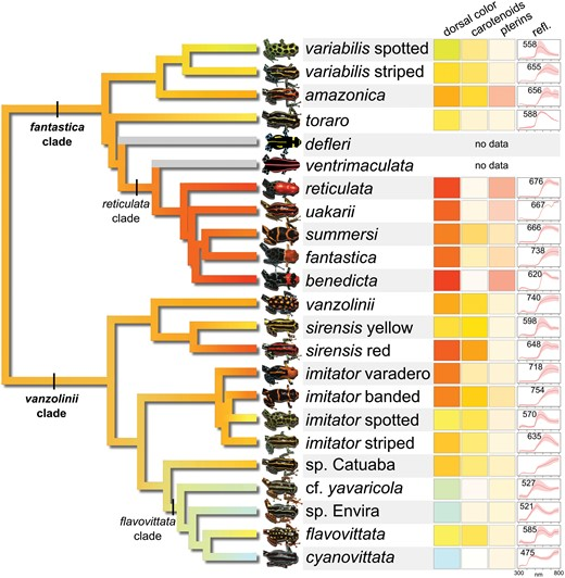 Bibiana Rojas (@biobiiana) on Twitter photo Took me a while to come across it, but what a cool paper this is! "Multiple Routes to Color Convergence in a Radiation of Neotropical Poison Frogs" by #EvanTwomey <a href="/jason_l_brown/">Jason L. Brown</a> & Co. in <a href="/systbiol/">Society of Systematic Biologists</a> #colsci academic.oup.com/sysbio/article… Took me a while to come across it, but what a cool paper this is! "Multiple Routes to Color Convergence in a Radiation of Neotropical Poison Frogs" by #EvanTwomey <a href="/jason_l_brown/">Jason L. Brown</a> & Co. in <a href="/systbiol/">Society of Systematic Biologists</a> #colsci academic.oup.com/sysbio/article…