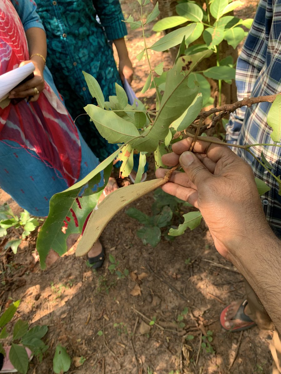 Visiting forest communities is always a learning trip - be it in Central or NE India. Revealing to see how forest is also dependent on community for its health & biodiversity, not only, vice versa - which is the dominant narrative.