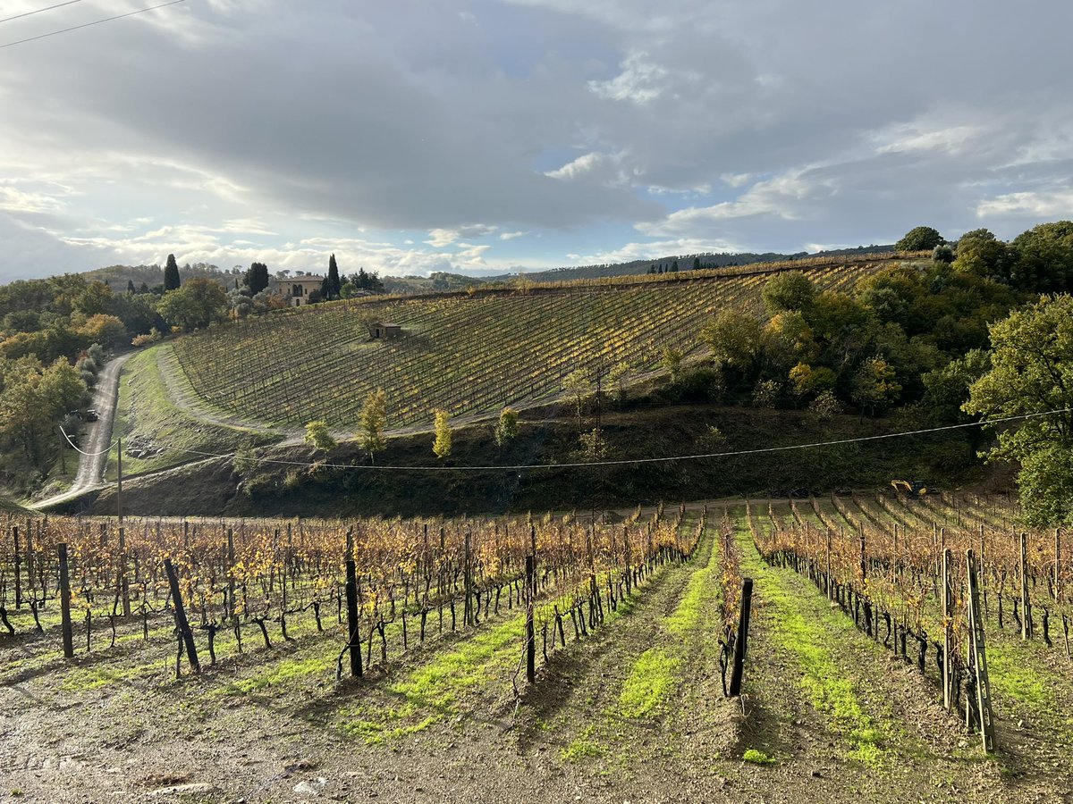 Right after a storm, the light on the Casottino vineyard just outside  Montalcino is special. 

Contributing to Costanti’s famed Brunello, it now also hosts a confidential Vinsanto production. 

#benvenutobrunello