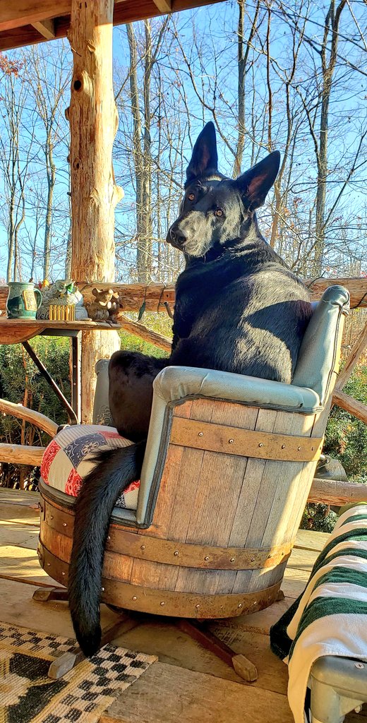 Since y'all liked our bourbon barrel chairs so much, The Grimlin decided she would like to model one this morning for everyone. They rock and swivel and are actually really comfy. I reupholstered the seat, ill eventually do the back as well, but what color 🤔