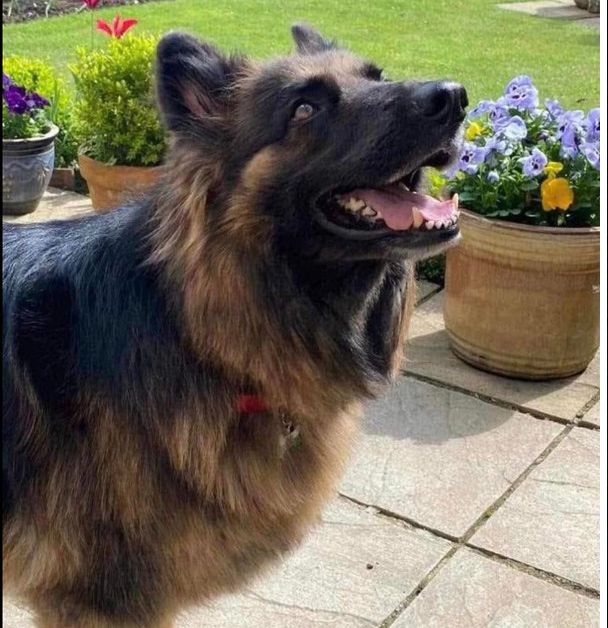 RelovablePets's tweet photo. Luna is affectionate and loves cuddles, but can be protective of her people - but is trainable and can live with other dogs (not small ones) https://t.co/pGgRgWriAi