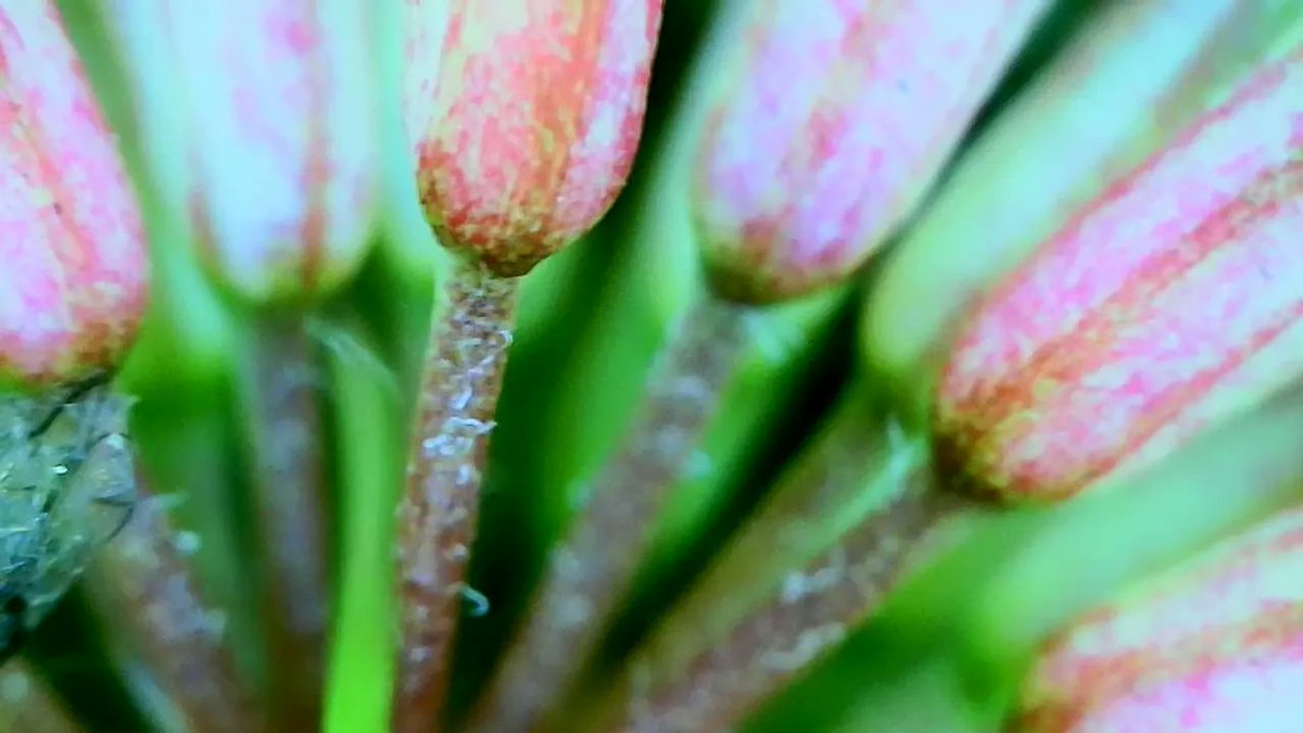 Share you macro shots below, here is my macro with a portable microscope 😍  #MacroPhotography #FlowerPower #NatureLovers #BotanicalBeauty #Closeup #CapturingColors #FloralPhotography #GardenInspiration #MacroMagic #NaturePhotography #ShotOfTheDay #BeautyInDetail