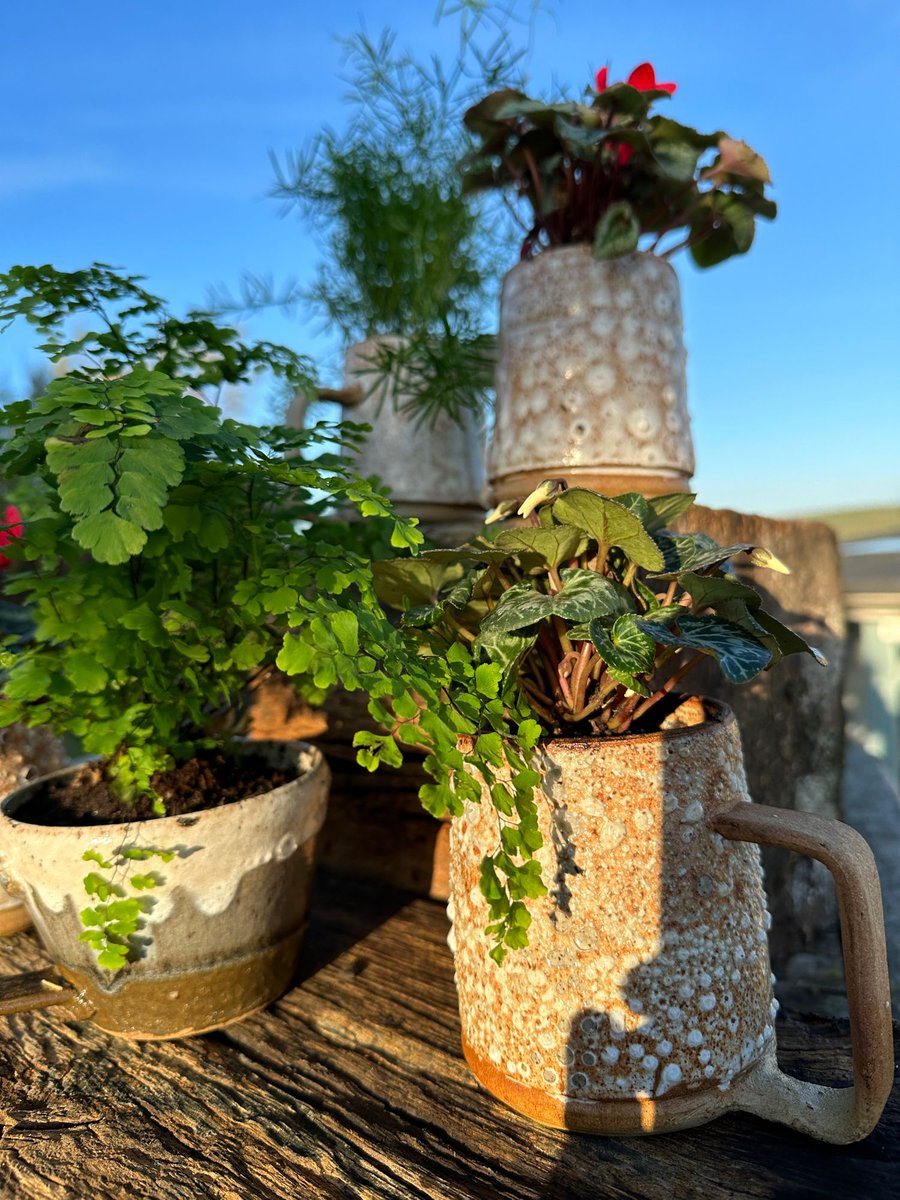 Daniel was about to bin these odd mugs from a firing. But I decided they looked like Roman vases hauled up from the sea. And then planted them up with Christmas cyclamen to offset their beautiful barnacles. I love them. #potterymagic #misshapes #serendipity