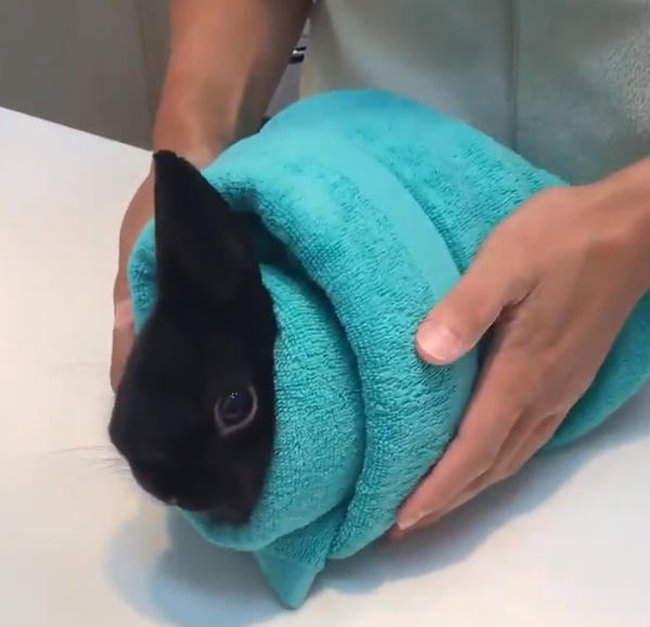 토끼 a4fae7ea2efd73650a569f5f7ba806