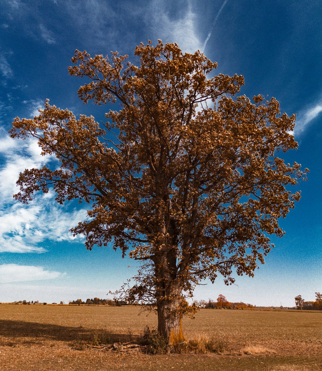 Skybound Perspectives tweet media