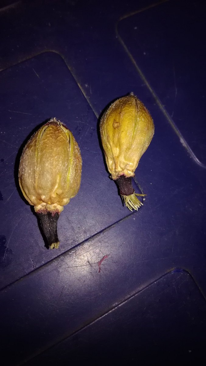 nomadic_farmer0's tweet photo. I am a primary producer of Roselle hibiscus (zobo) in Adamawa state.

It's harvest season and I wish to sell dry calyx and seeds to any retailer or aggregator on here.

I have a capacity of about 5/6 Ton and can source for more locally.

Contact here or via whatsapp 08058910490 https://t.co/zNJ42EagzR