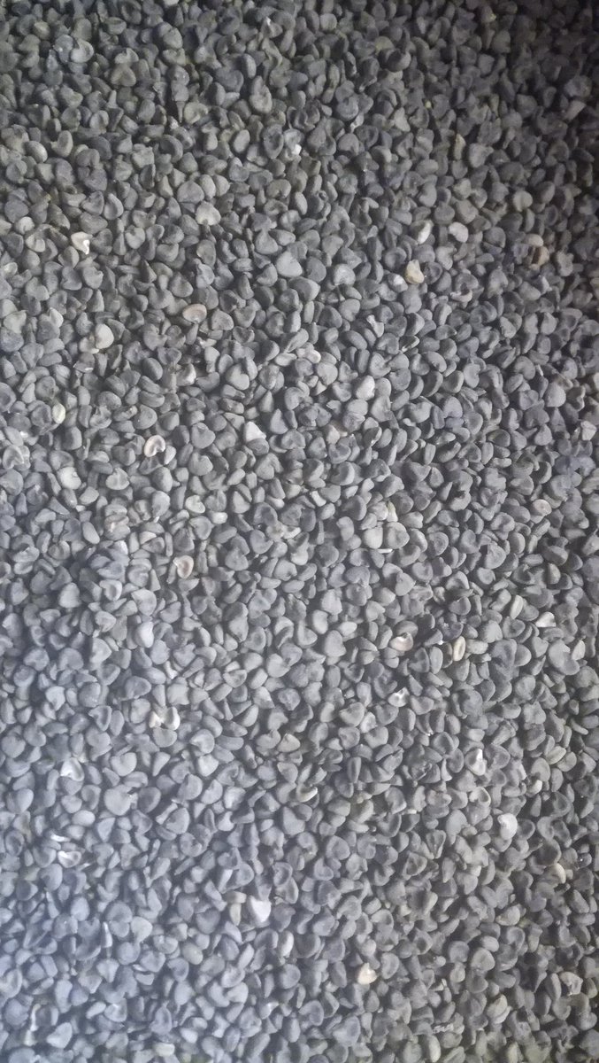 nomadic_farmer0's tweet photo. I am a primary producer of Roselle hibiscus (zobo) in Adamawa state.

It's harvest season and I wish to sell dry calyx and seeds to any retailer or aggregator on here.

I have a capacity of about 5/6 Ton and can source for more locally.

Contact here or via whatsapp 08058910490 https://t.co/zNJ42EagzR